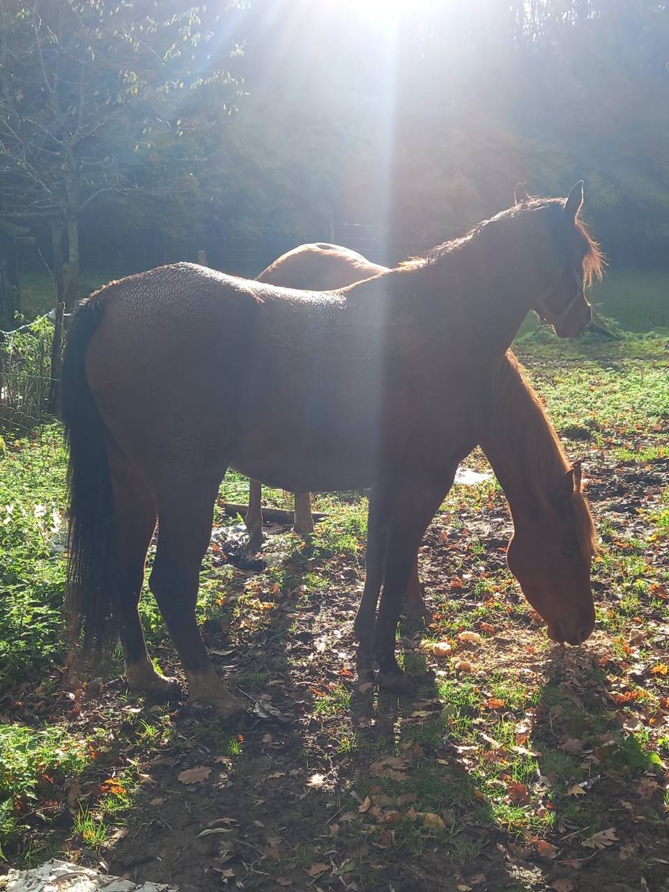 Merrie Arabier Te koop 2020 Donker bruin / bai ,  Samba de la Chavée