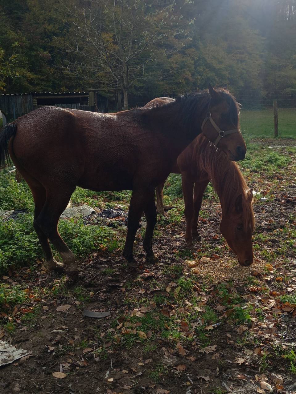 Merrie Arabier Te koop 2020 Donker bruin / bai ,  Samba de la Chavée