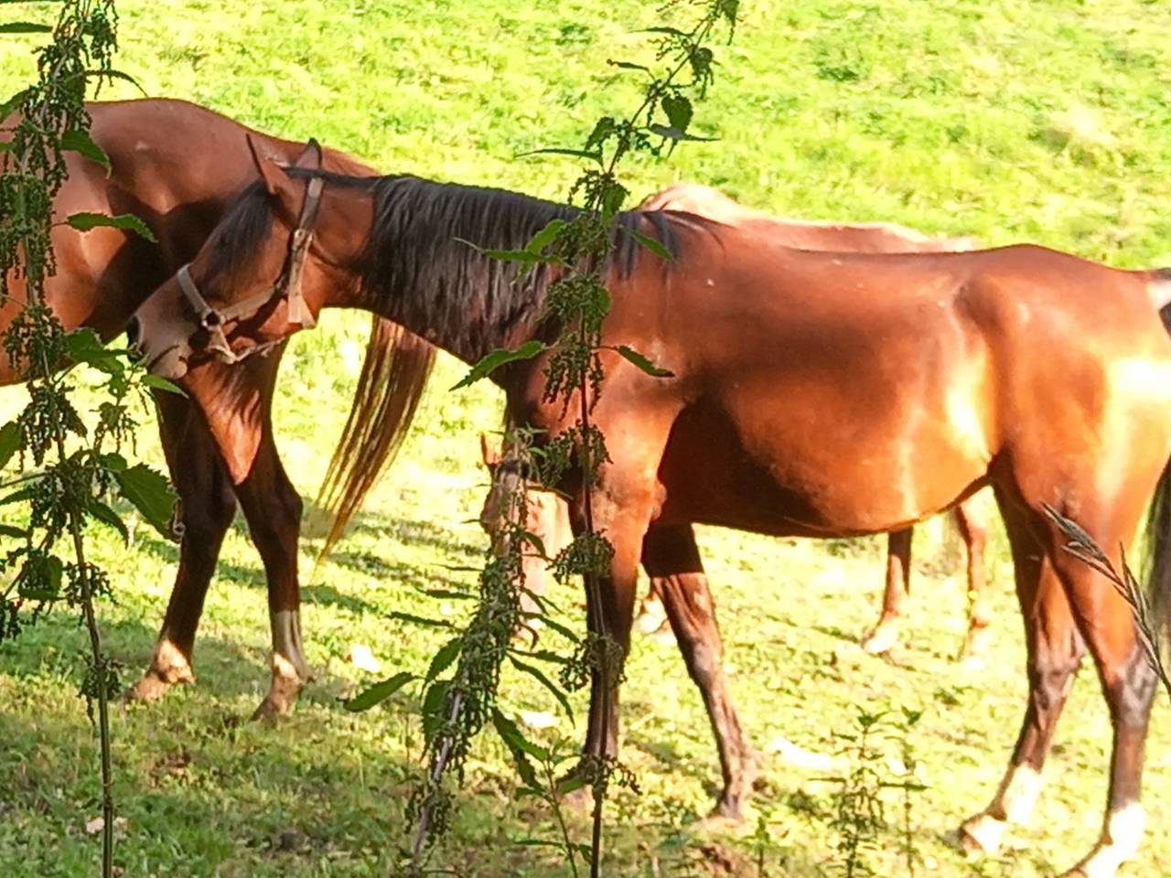 Merrie Arabier Te koop 2020 Donker bruin / bai ,  Samba de la Chavée