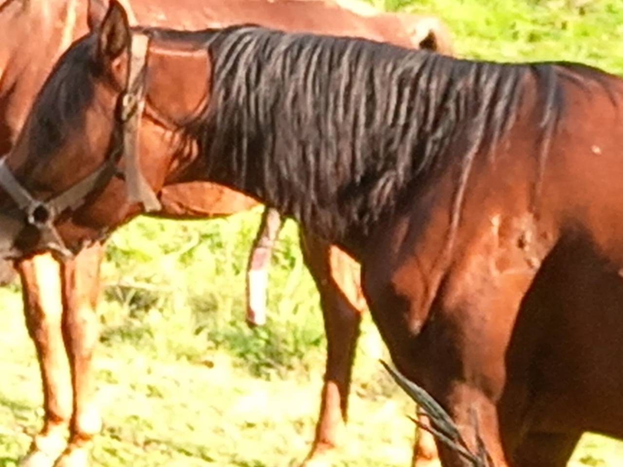 Merrie Arabier Te koop 2020 Donker bruin / bai ,  Samba de la Chavée