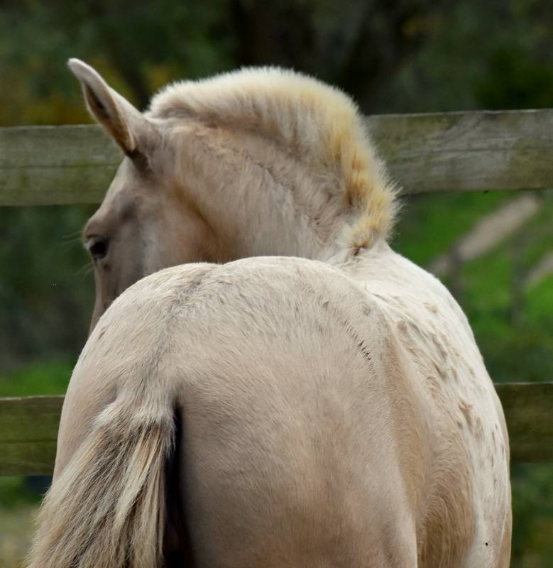 Veulen (vr) PRE Puur Ras Spaans Te koop 2025 Overige kleuren