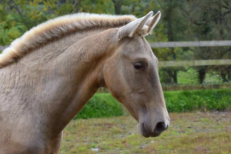 Veulen (vr) PRE Puur Ras Spaans Te koop 2025 Overige kleuren