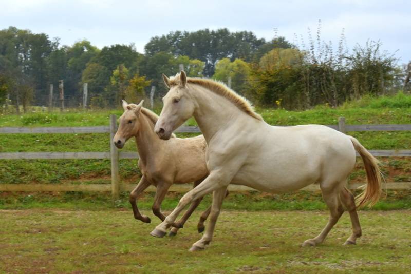Veulen (vr) PRE Puur Ras Spaans Te koop 2025 Overige kleuren