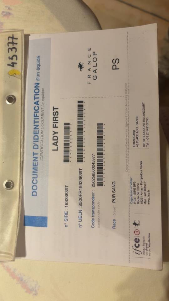 Merrie Engels volbloed Te koop 2019 Donker bruin / bai ,  LADY FIRST PS