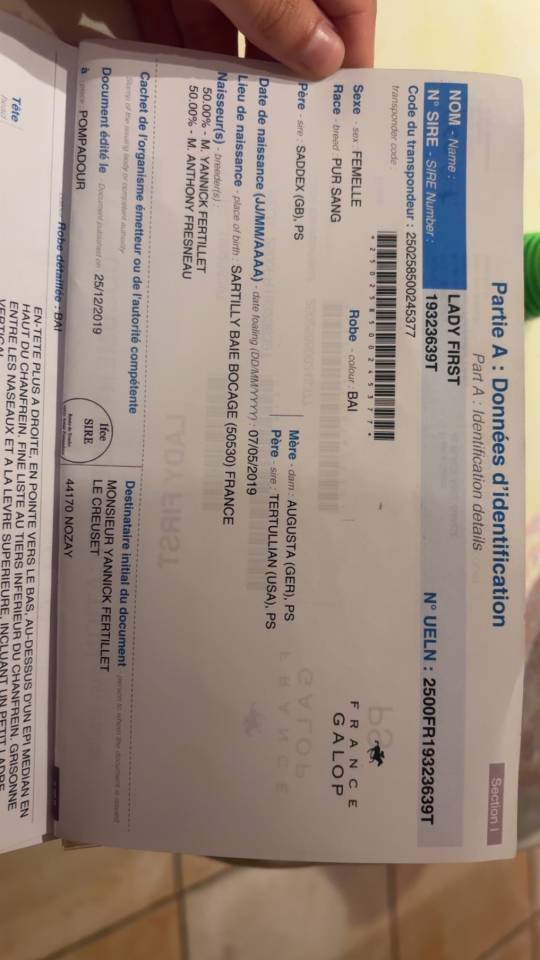 Merrie Engels volbloed Te koop 2019 Donker bruin / bai ,  LADY FIRST PS