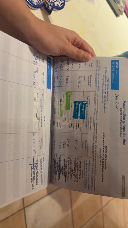 Merrie Engels volbloed Te koop 2019 Donker bruin / bai ,  LADY FIRST PS