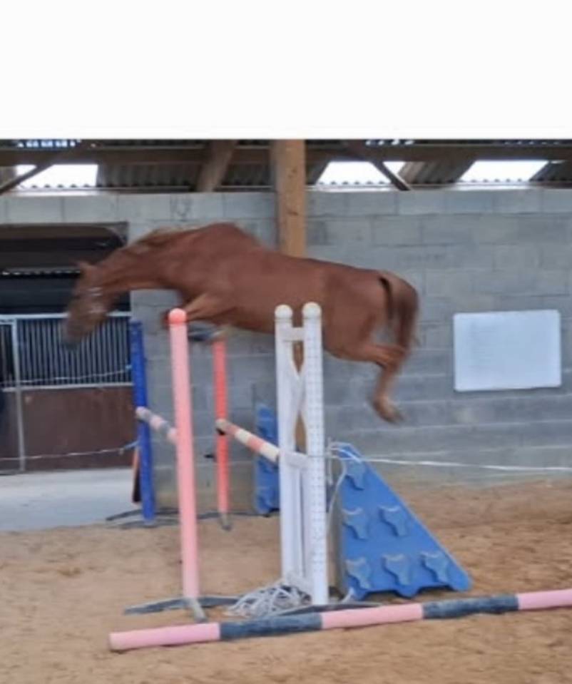 Ruin Zangersheide Te koop 2022 Koffie vos ,  El pintador