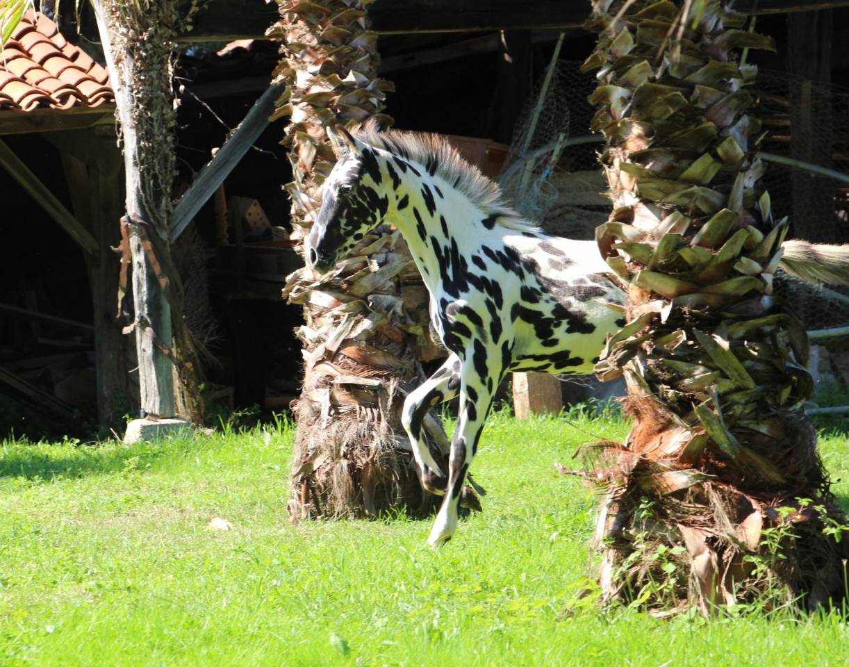 Veulen (ml) Bekend ras Te koop 2025 Appaloosa