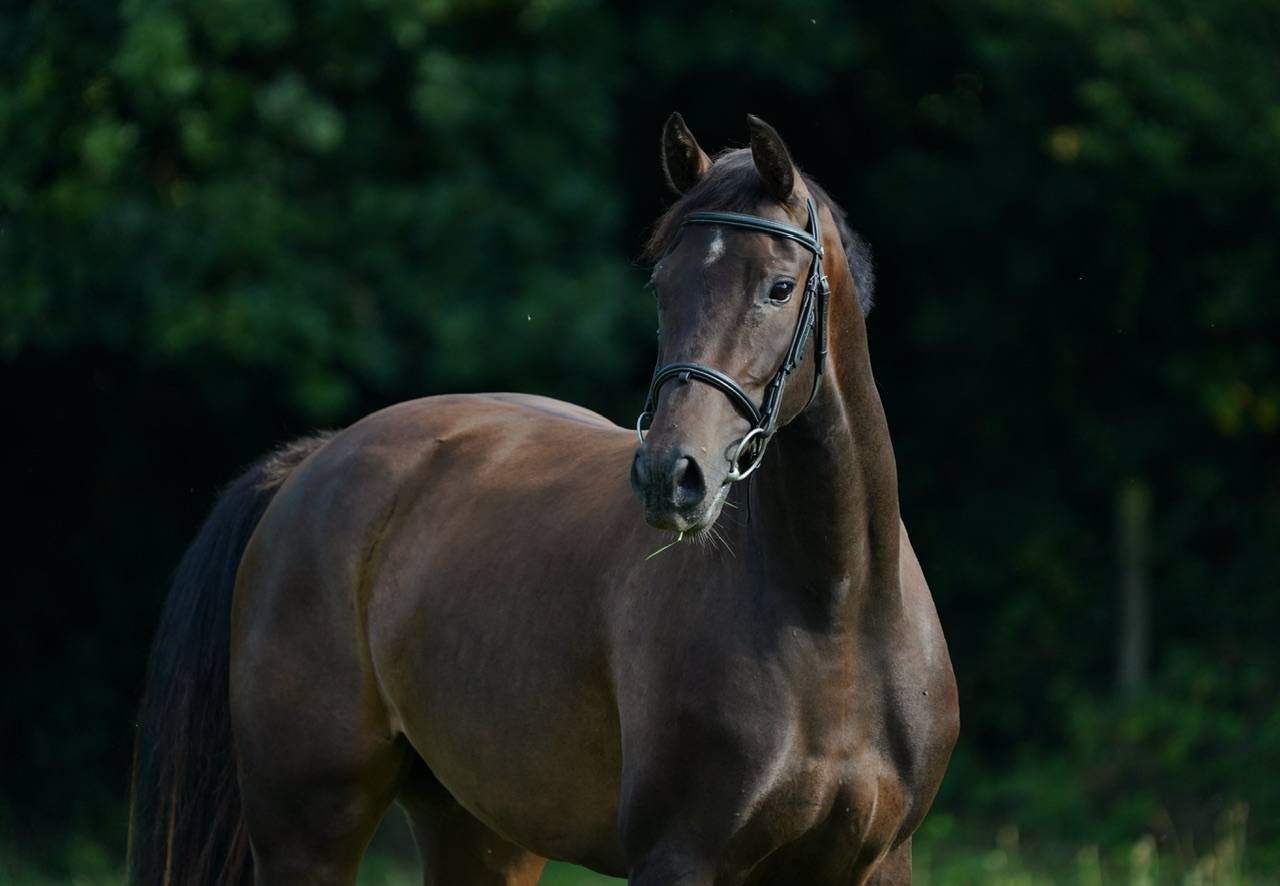 Merrie Selle Français Te koop 2022 Donker bruin / bai ,  Conthargos