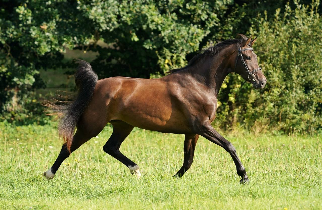 Merrie Selle Français Te koop 2022 Donker bruin / bai ,  Conthargos