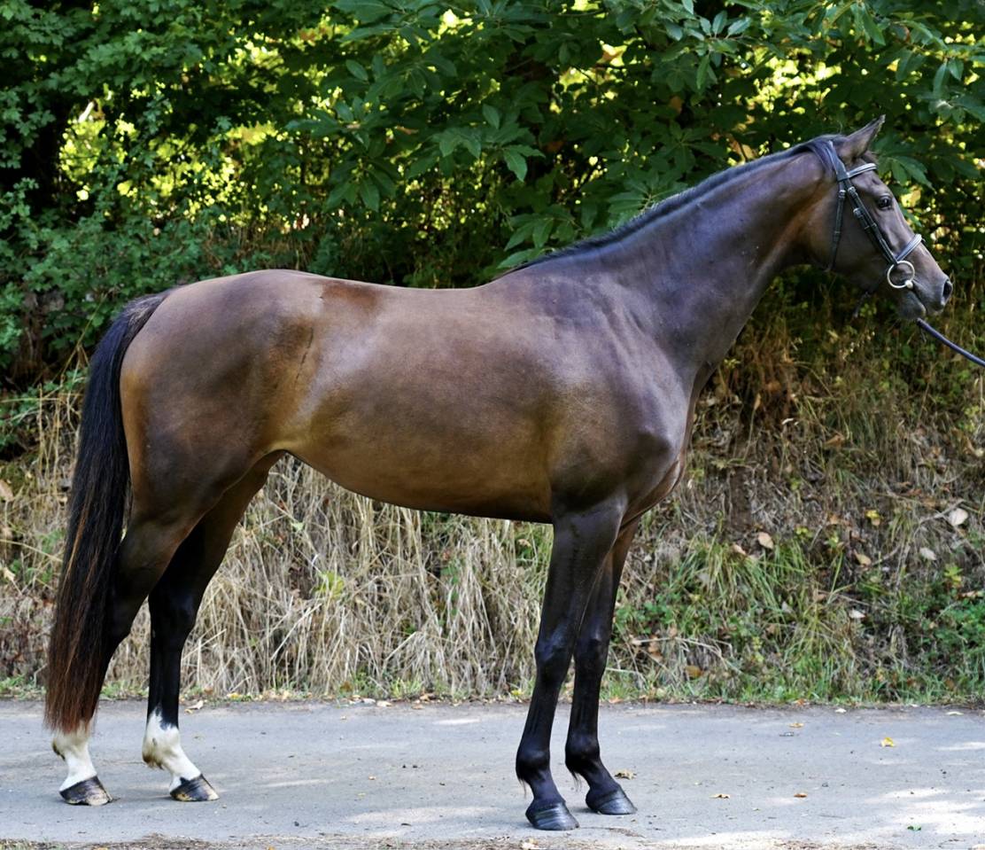 Merrie Selle Français Te koop 2022 Donker bruin / bai ,  Conthargos