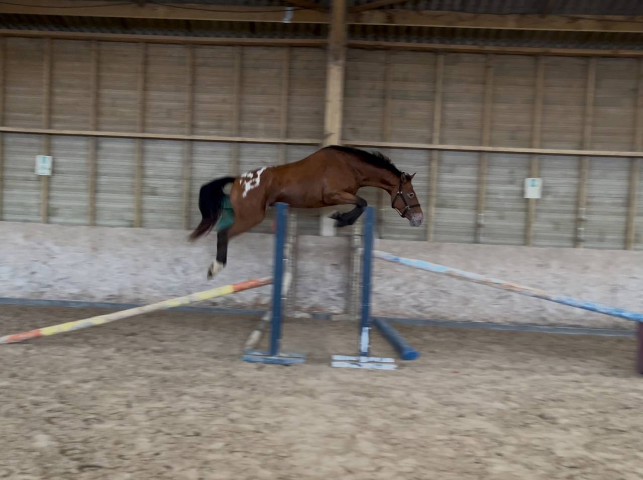 Ruin AES Anglo European Studbook Te koop 2022 Overige kleuren