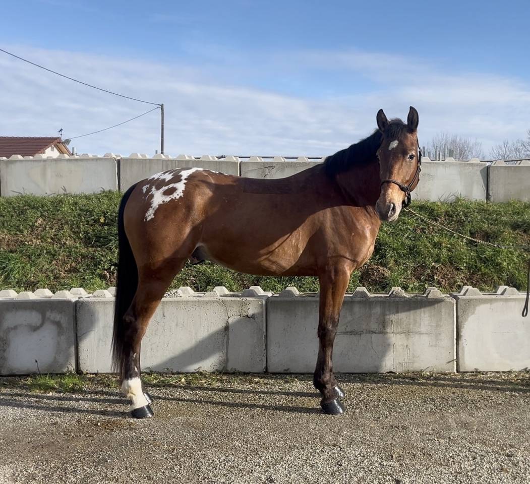 Ruin AES Anglo European Studbook Te koop 2022 Overige kleuren