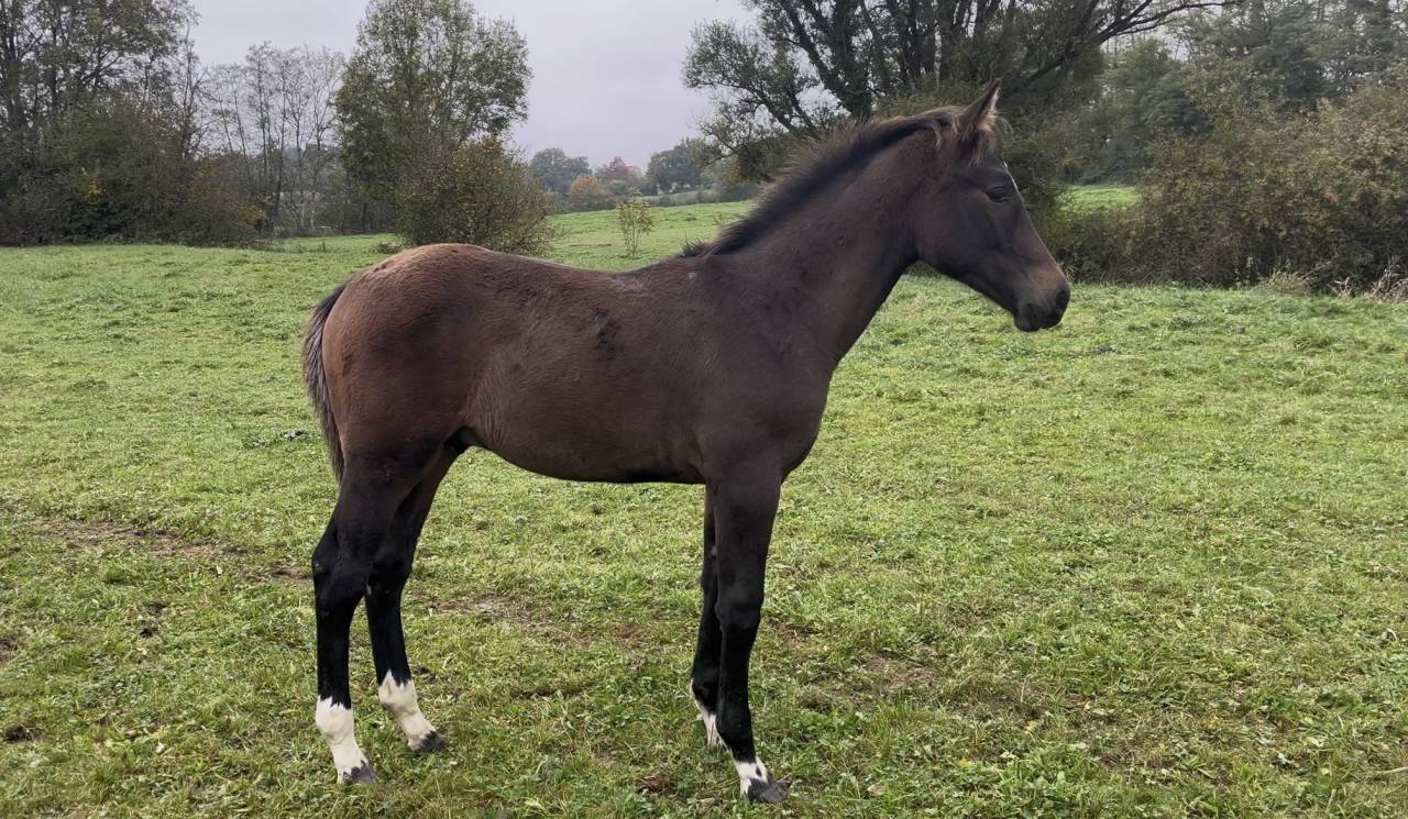 Veulen (ml) Bekend ras Te koop 2025 Bruin / Bai