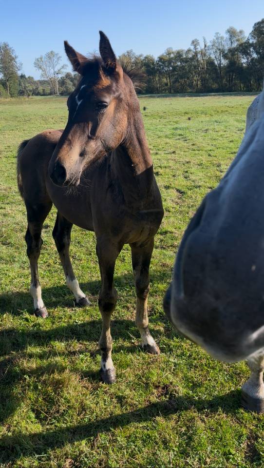 Veulen (ml) Bekend ras Te koop 2025 Bruin / Bai