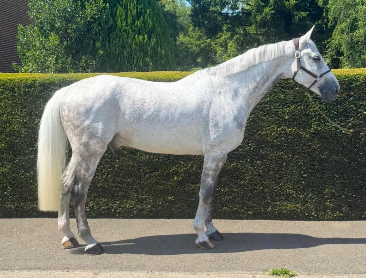 Ruin Zangersheide Te koop 2015 Schimmel ,  CICERO VAN PAEMEL