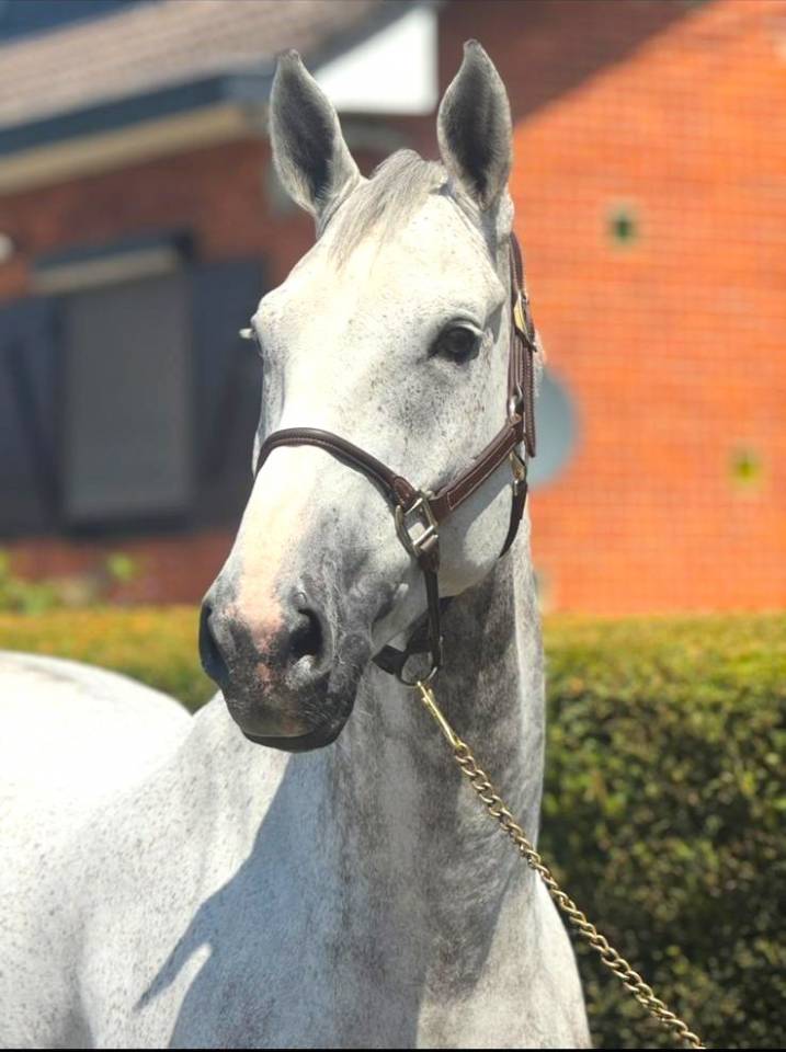 Ruin Zangersheide Te koop 2015 Schimmel ,  CICERO VAN PAEMEL