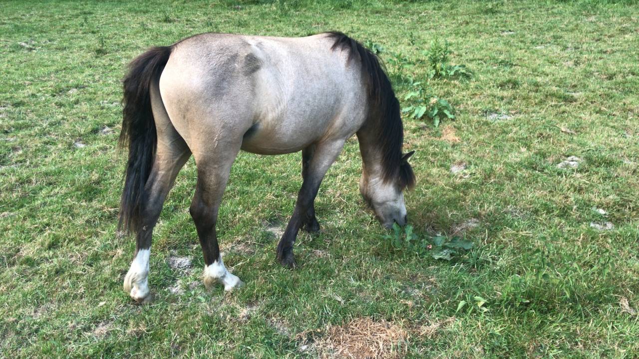Devine Loki - Welsh Pony (Section A) 2020 ,  Quincy