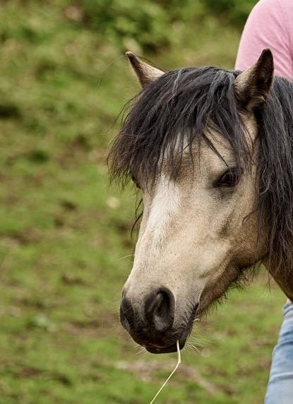 Devine Loki - Welsh Pony (Section A) 2020 ,  Quincy