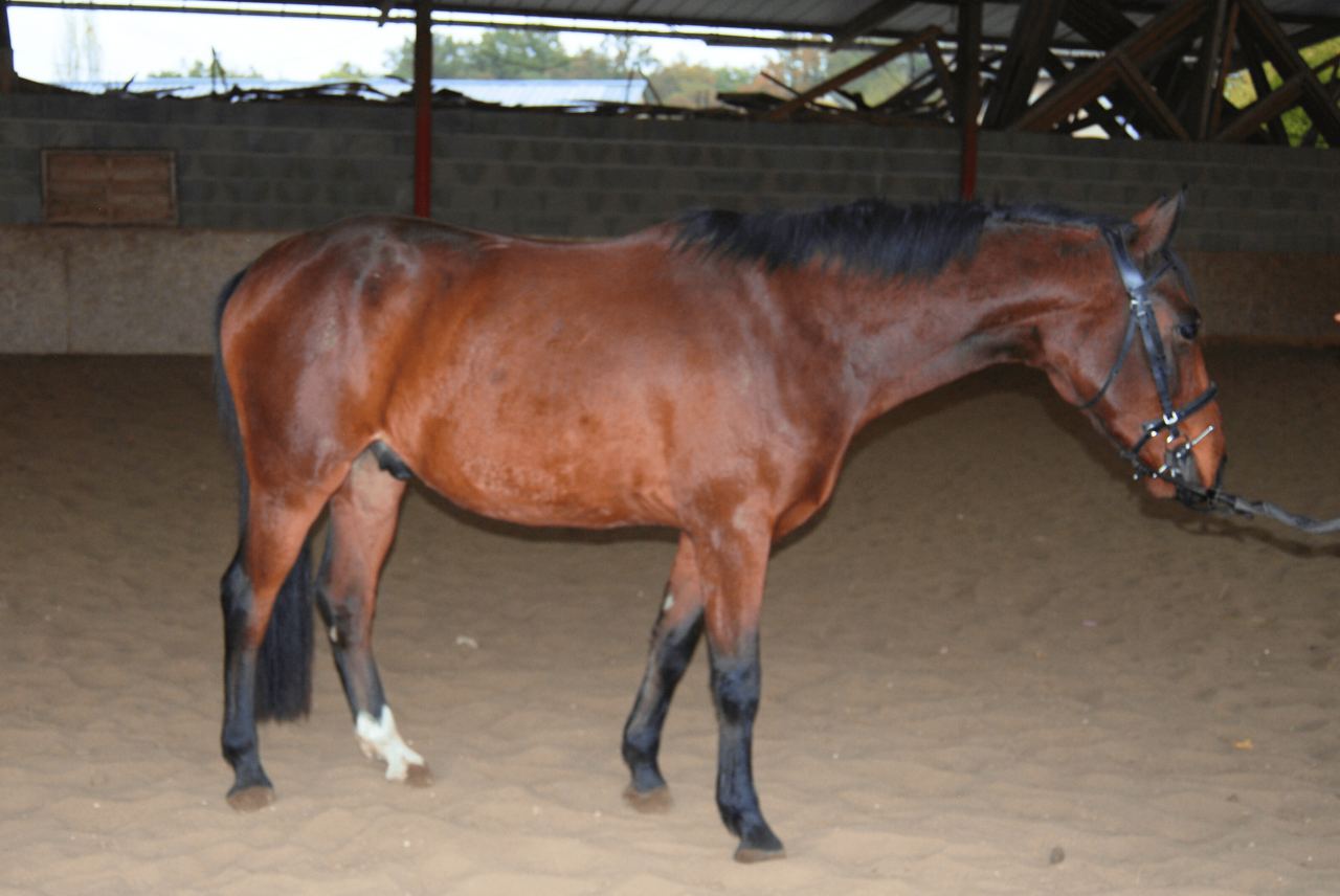 Ruin Selle Français Te koop 2022 Donker bruin / bai ,  COLORE, HOLST