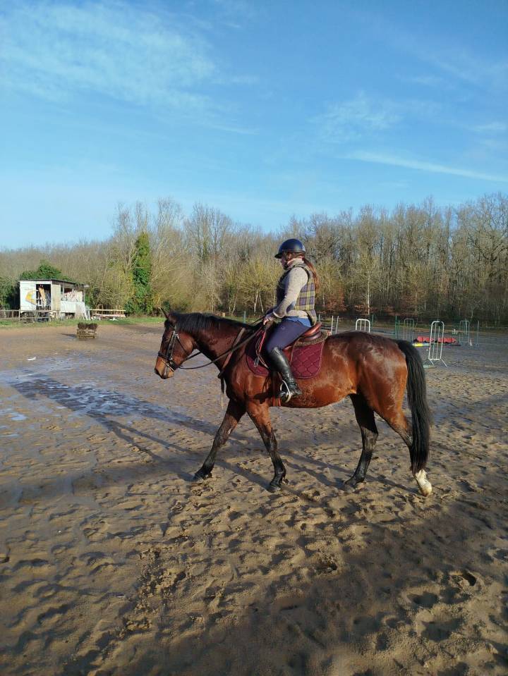 Ruin Selle Fran&ccedil;ais Te koop 2022 Donker bruin / bai ,  COLORE, HOLST