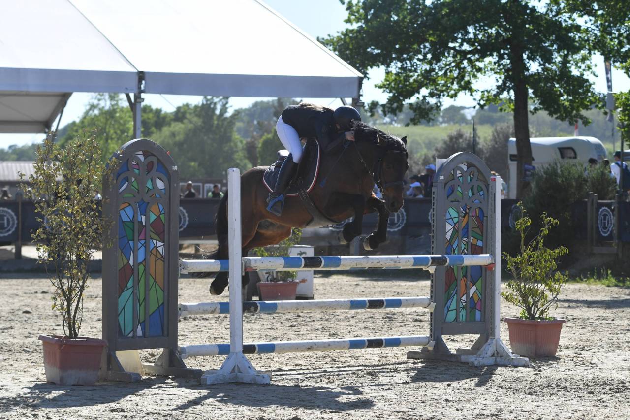 Ruin Welsh Pony (Section D), Welsh Cob  Te koop 2018 Donker bruin / bai ,  Tabor du tillia