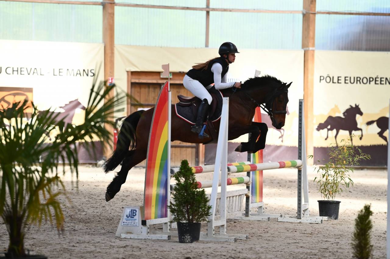 Ruin Welsh Pony (Section D), Welsh Cob  Te koop 2018 Donker bruin / bai ,  Tabor du tillia
