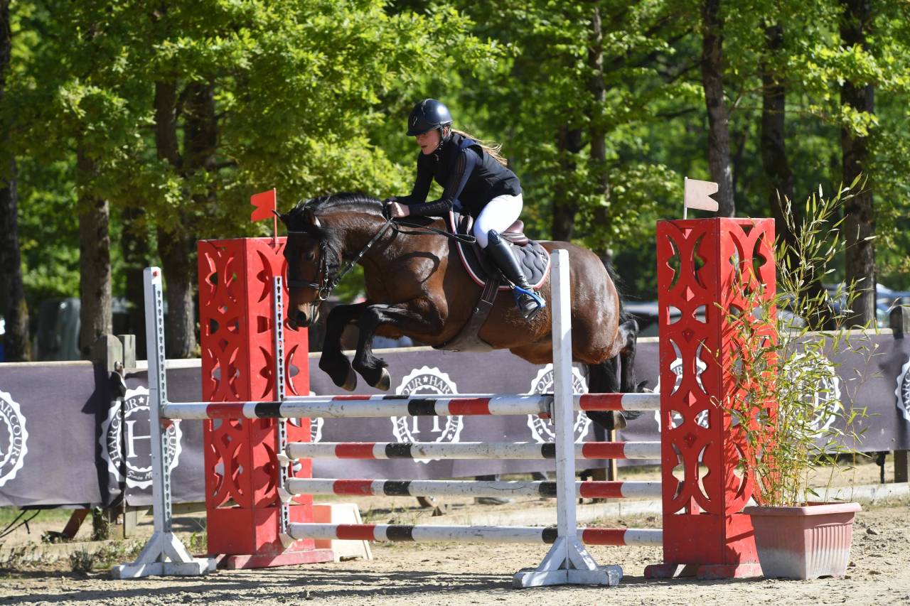 Ruin Welsh Pony (Section D), Welsh Cob  Te koop 2018 Donker bruin / bai ,  Tabor du tillia