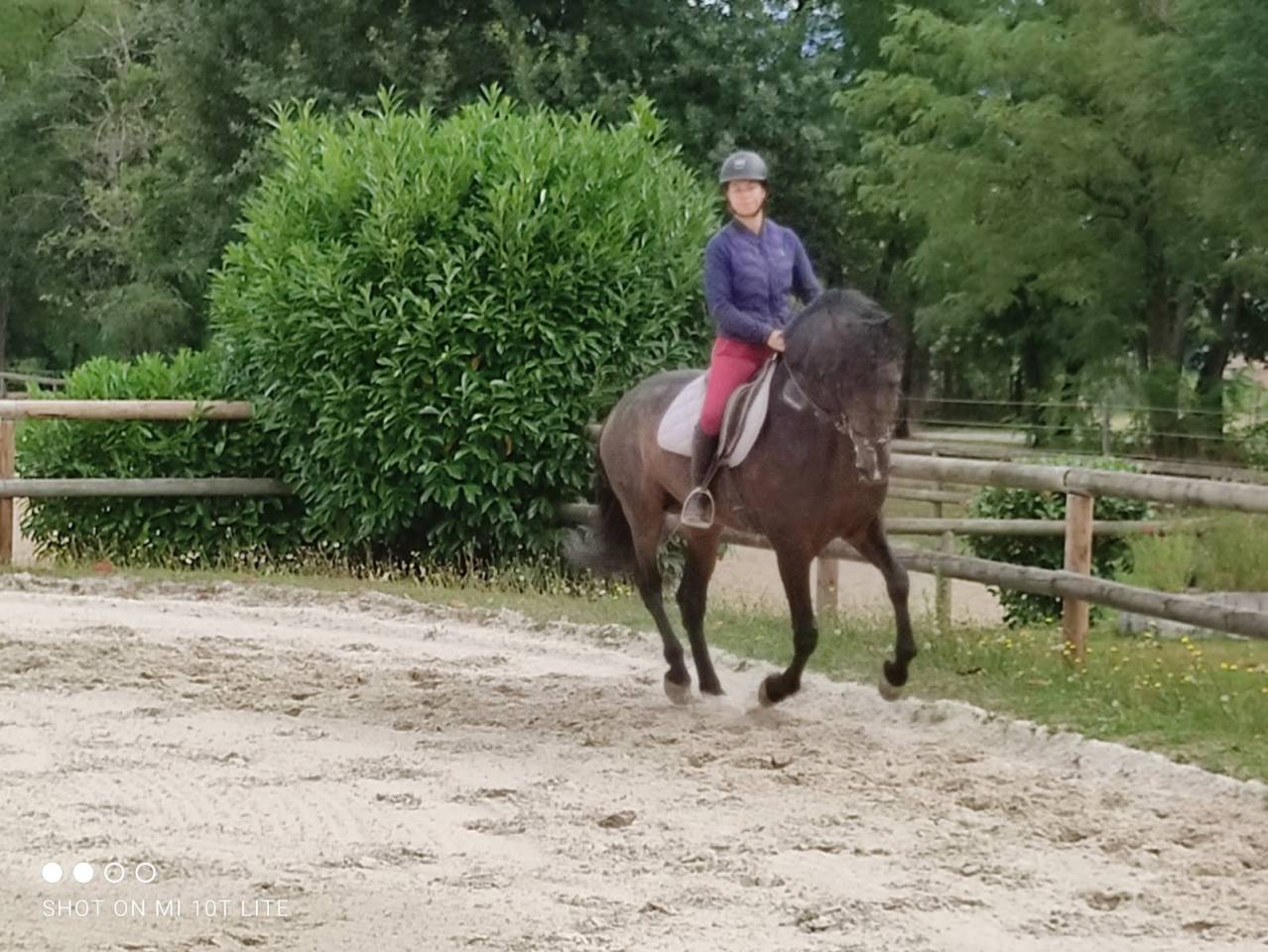 Dekhengst PRE Puur Ras Spaans Te koop 2016 Donker bruin / bai