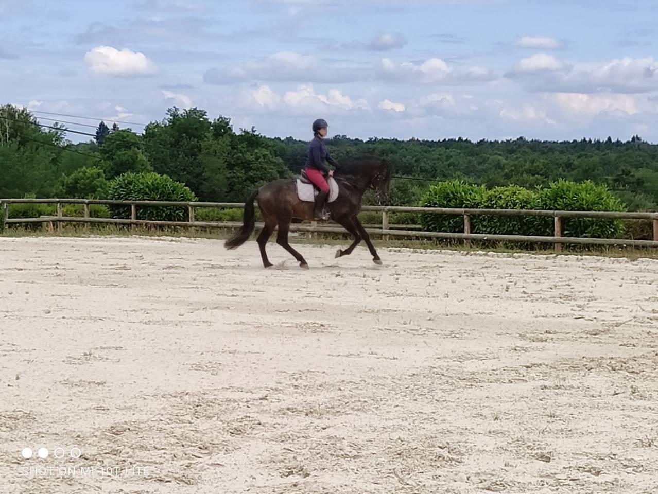 Dekhengst PRE Puur Ras Spaans Te koop 2016 Donker bruin / bai