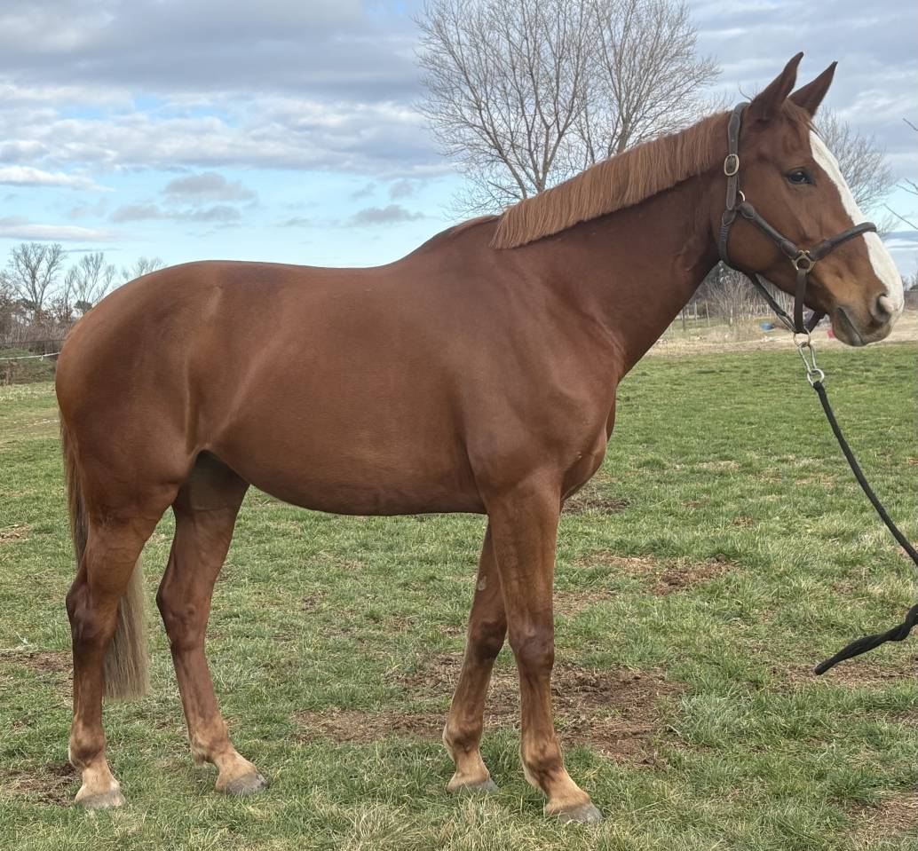 Merrie Selle Fran&ccedil;ais Te koop 2016 Vos ,  Cartoon Z