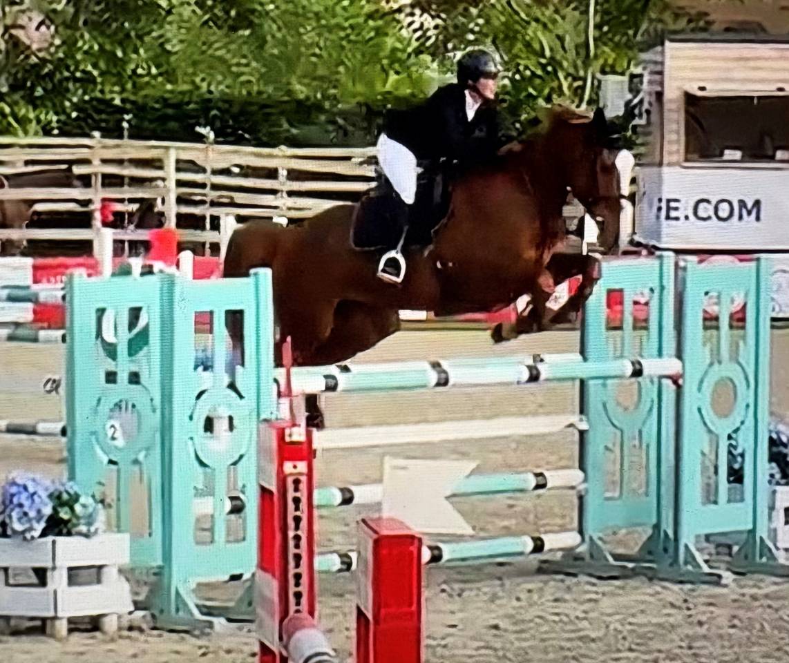 Merrie Selle Fran&ccedil;ais Te koop 2016 Vos ,  Cartoon Z