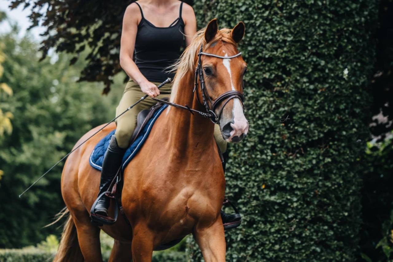 Merrie Oldenburger Te koop 2019 Vos ,  MARC CAIN