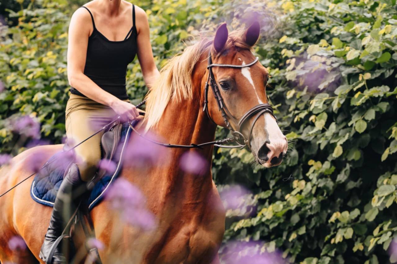 Merrie Oldenburger Te koop 2019 Vos ,  MARC CAIN