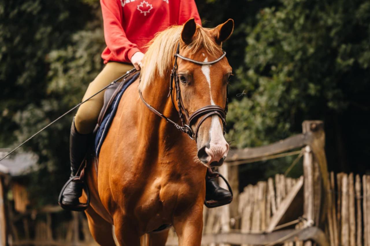 Merrie Oldenburger Te koop 2019 Vos ,  MARC CAIN