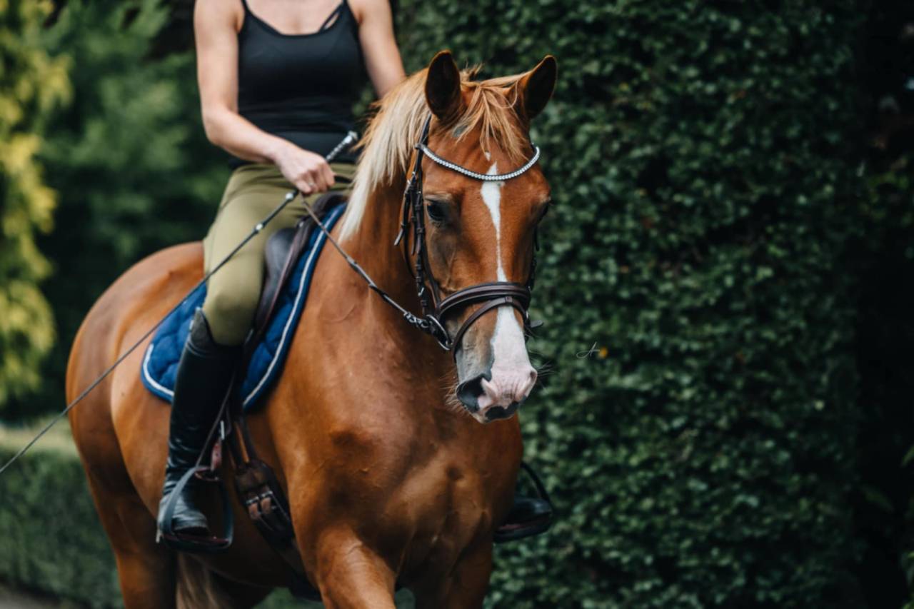 Merrie Oldenburger Te koop 2019 Vos ,  MARC CAIN