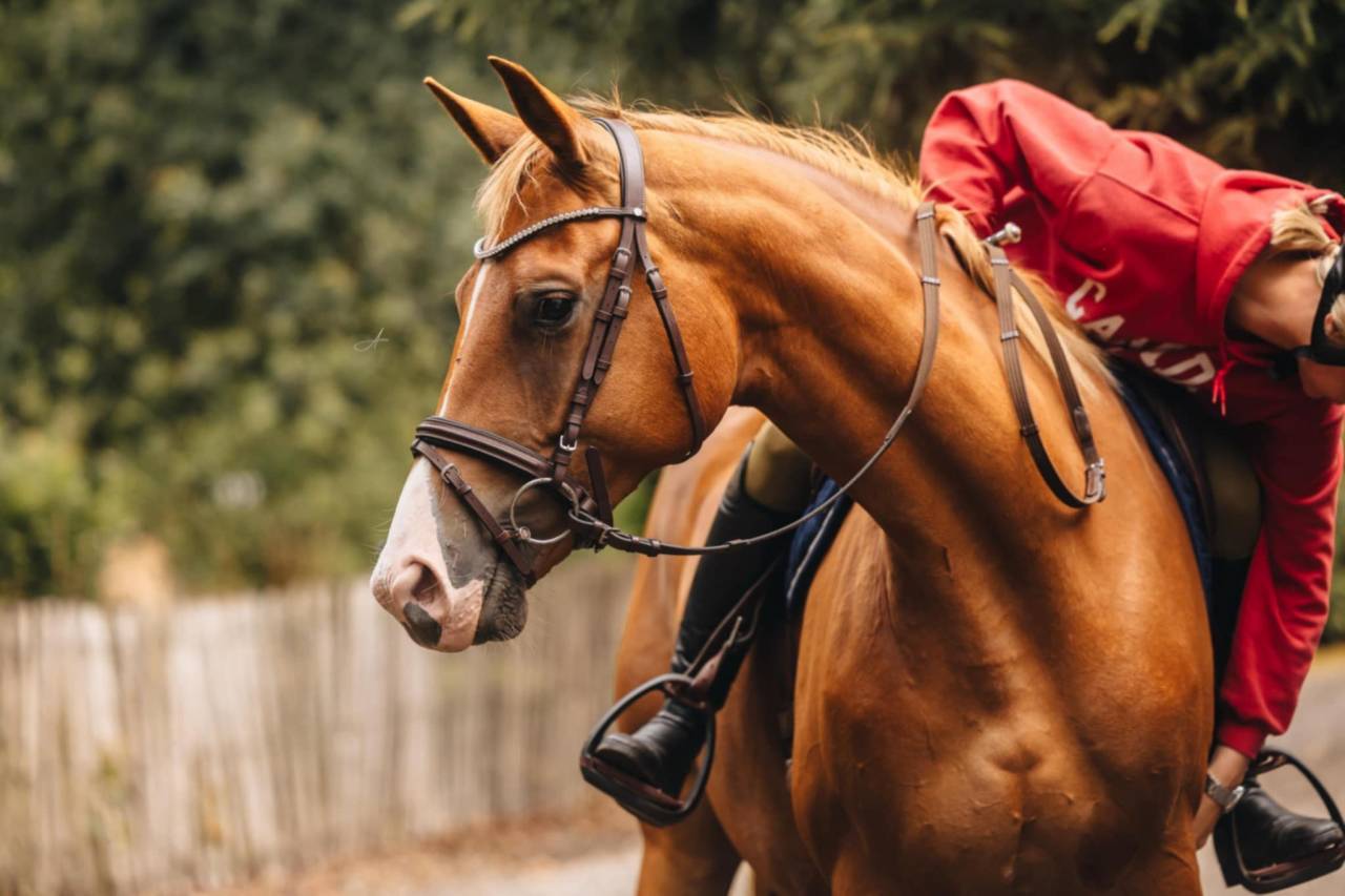 Merrie Oldenburger Te koop 2019 Vos ,  MARC CAIN