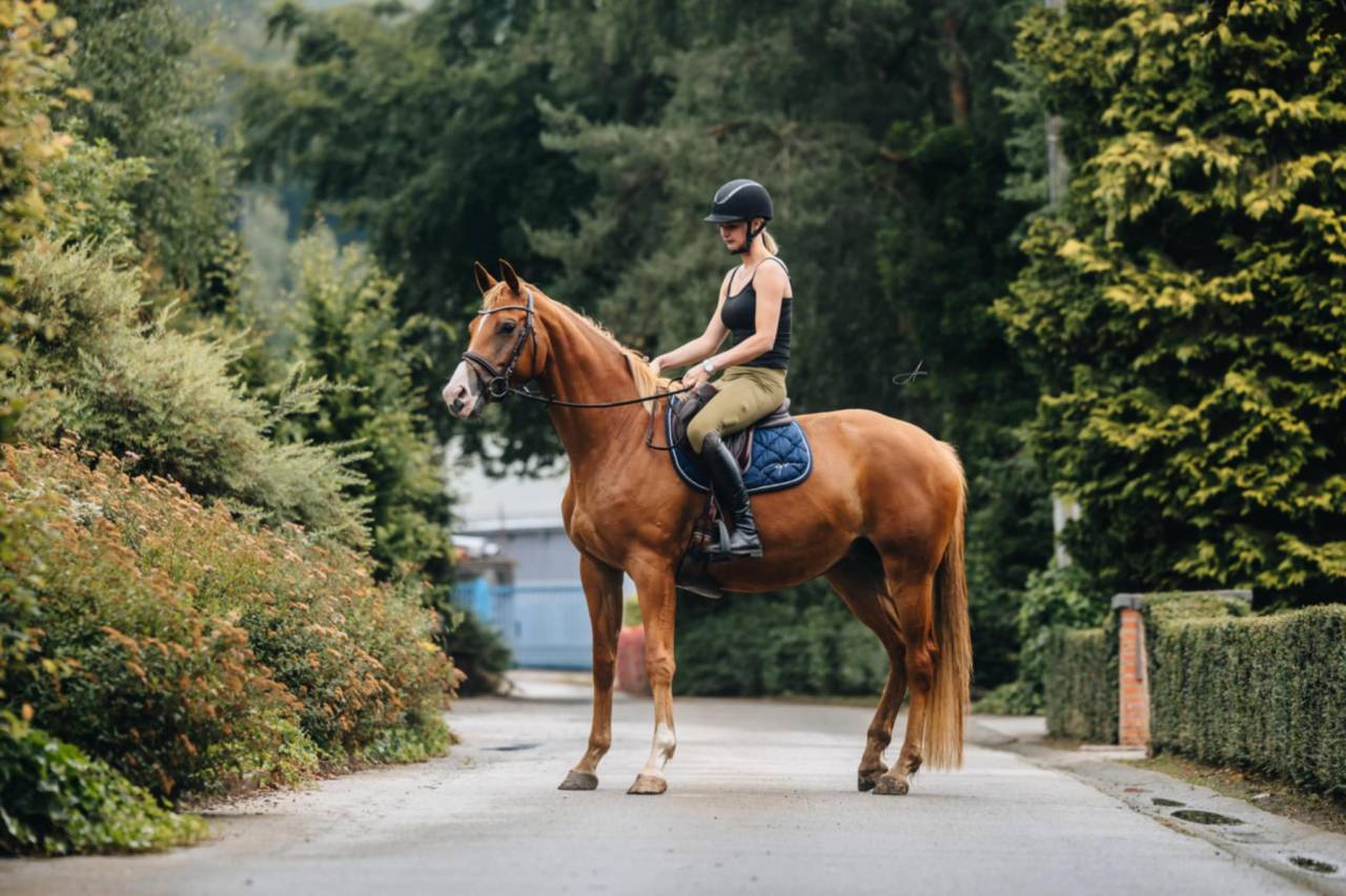 Merrie Oldenburger Te koop 2019 Vos ,  MARC CAIN