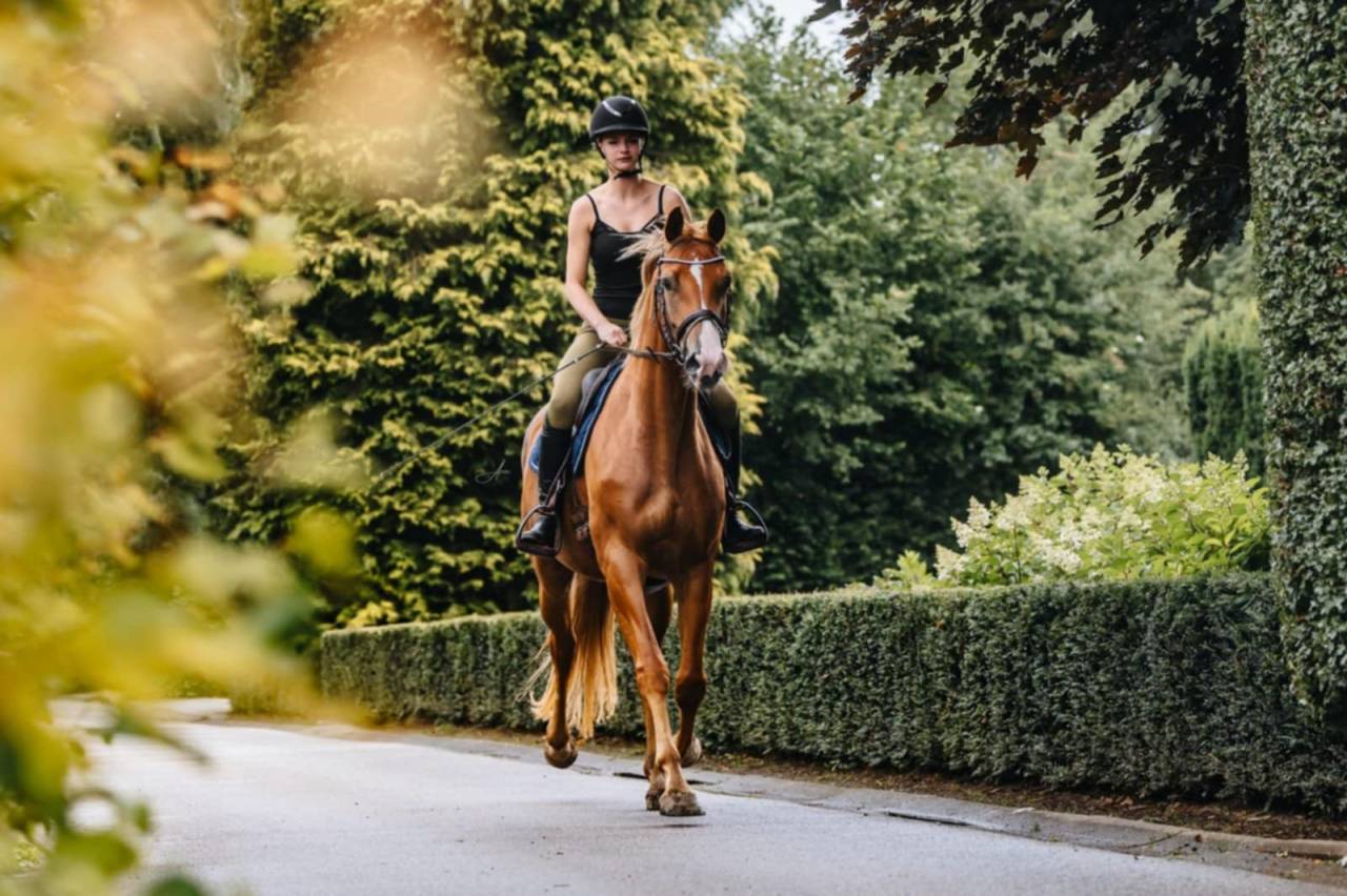 Merrie Oldenburger Te koop 2019 Vos ,  MARC CAIN