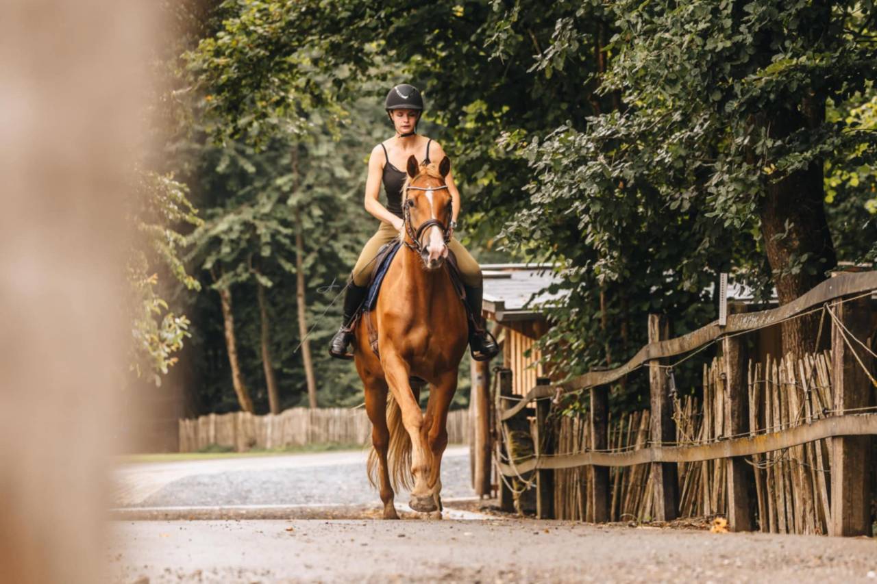 Merrie Oldenburger Te koop 2019 Vos ,  MARC CAIN
