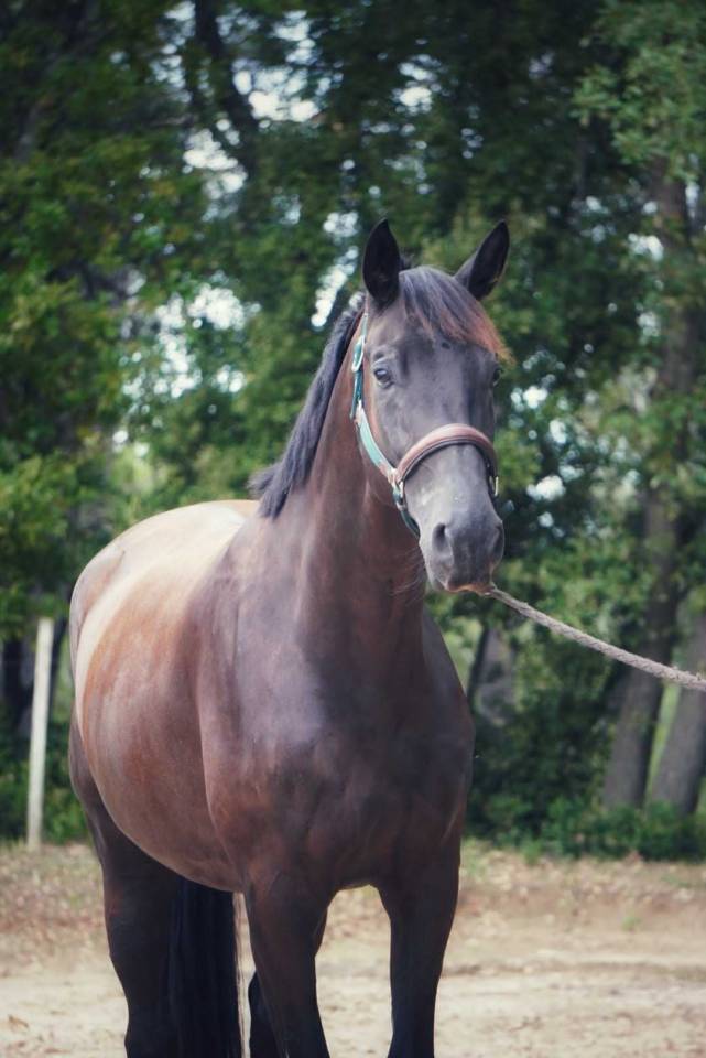 Ruin Selle Français Te koop 2021 Zwart