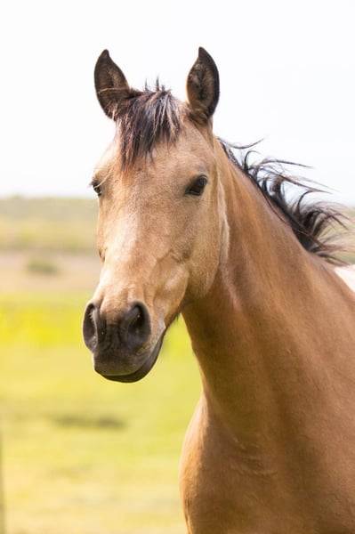 Merrie AES Anglo European Studbook Te koop 2018 Isabel