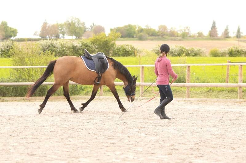 Merrie AES Anglo European Studbook Te koop 2018 Isabel