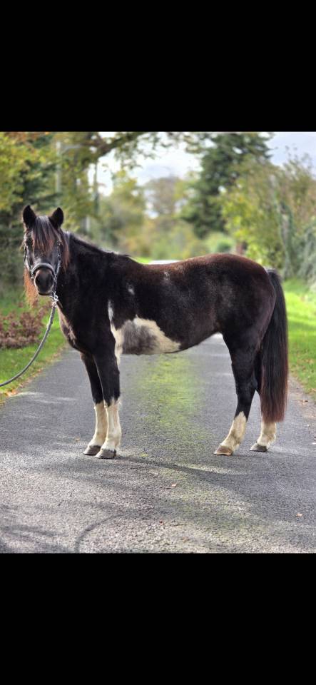 Merrie Connemara Te koop 2006 Bont