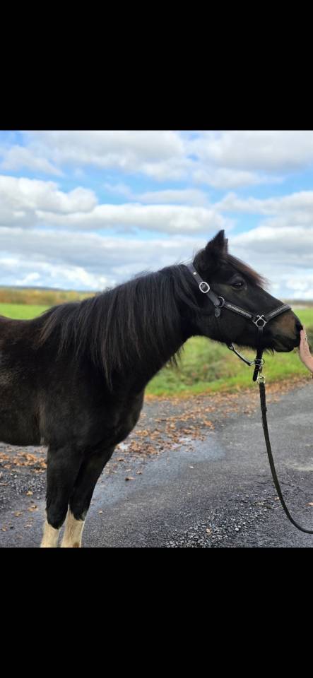Merrie Connemara Te koop 2006 Bont
