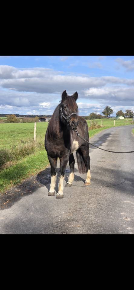 Merrie Connemara Te koop 2006 Bont