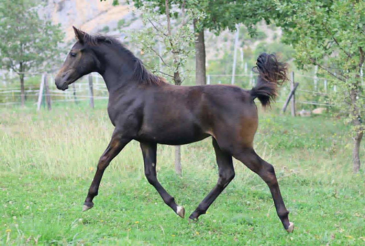 Veulen (vr) Selle Français Te koop 2025 Donker bruin / bai