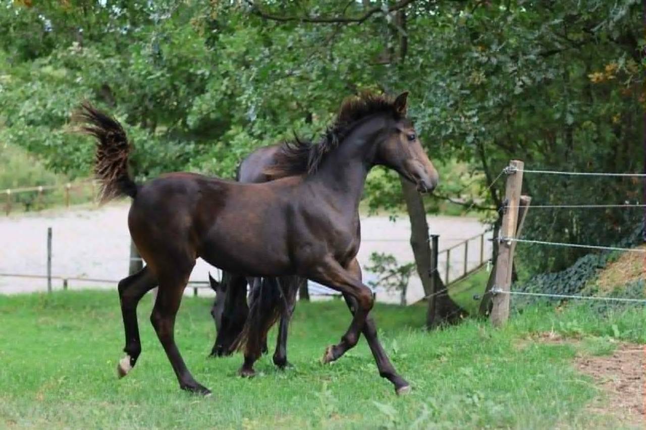 Veulen (vr) Selle Français Te koop 2025 Donker bruin / bai