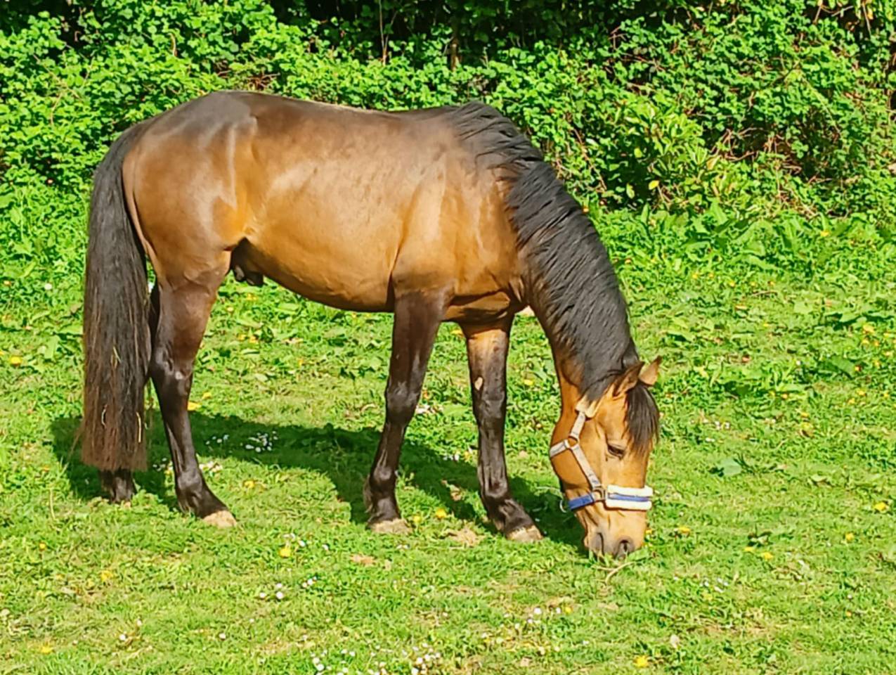 L'ancelot du ménage  - New Forest 2021 ,  SILVERLEA SIMPLY RED