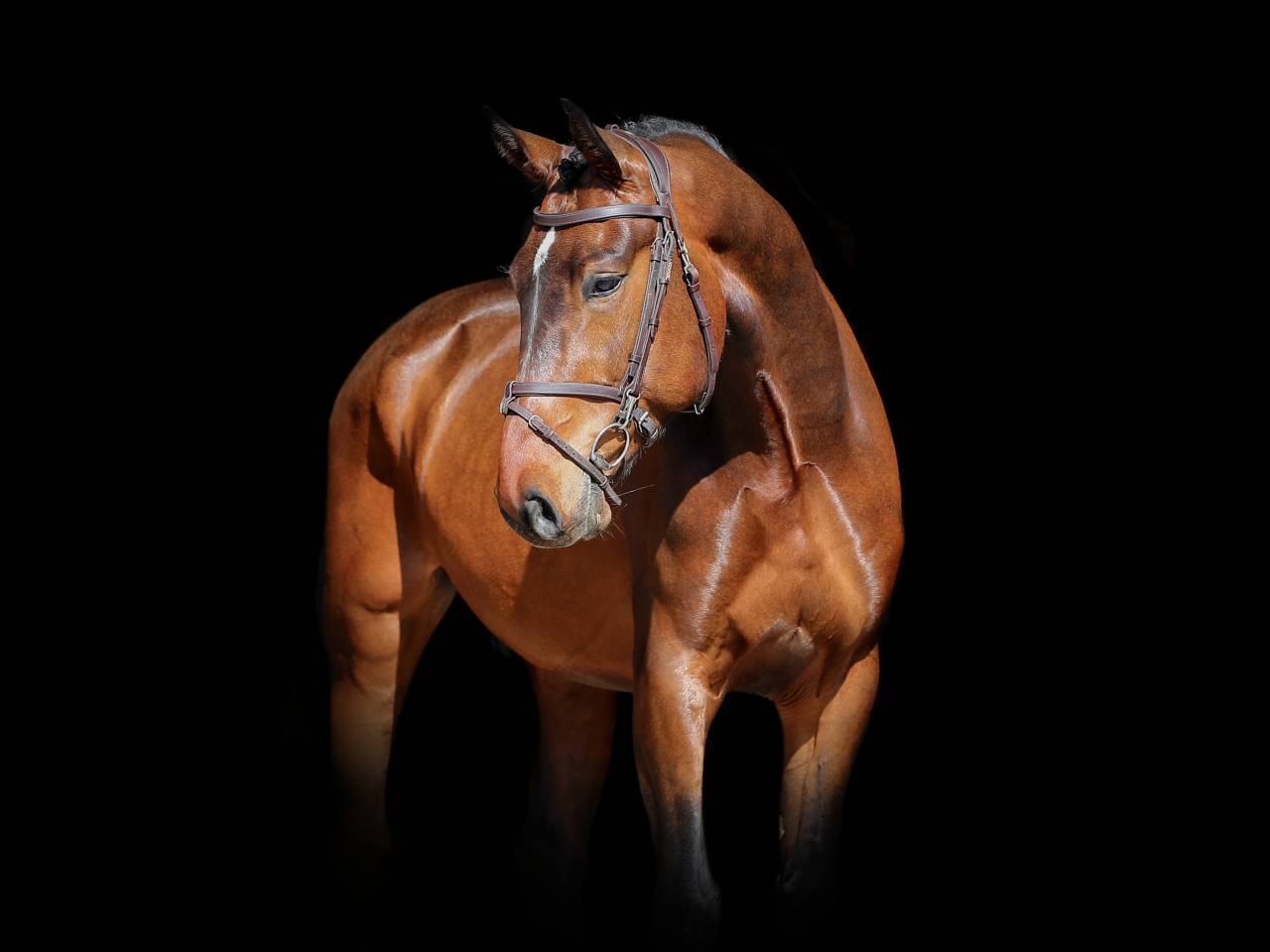 Ruin Zangersheide Te koop 2021 Donker bruin / bai ,  IMAGINATION VAN ‘T WINKENSHOF Z